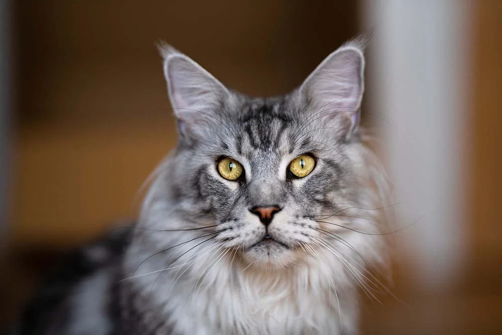 Gato Maine Coon cinza com olhos amarelos