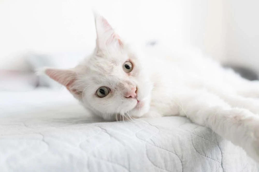 Gato Maine Coon branco deitado na cama