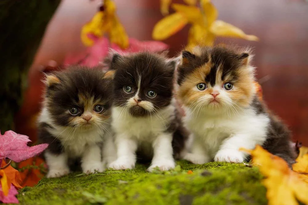 Três filhotes de gatos bicolores