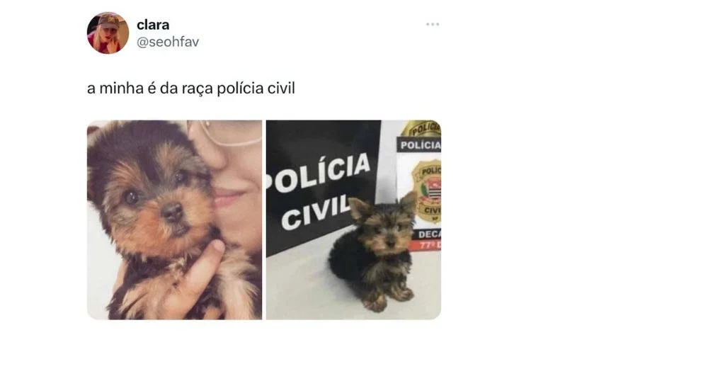 O cachorrinho da Polícia Civil sempre aparece na internet