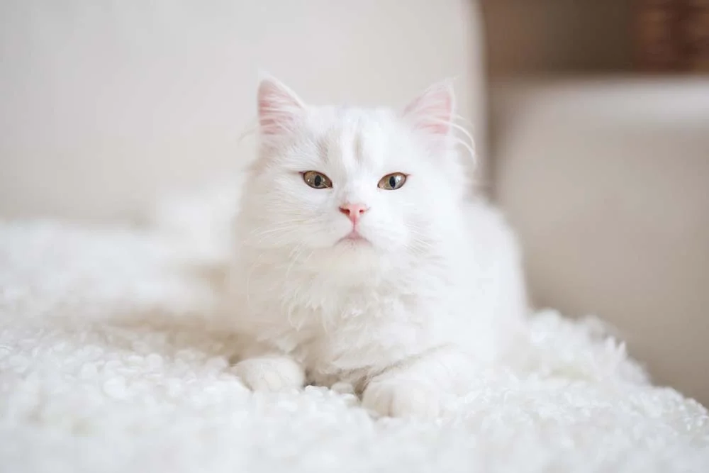 Cor de gato: gato branco deitado