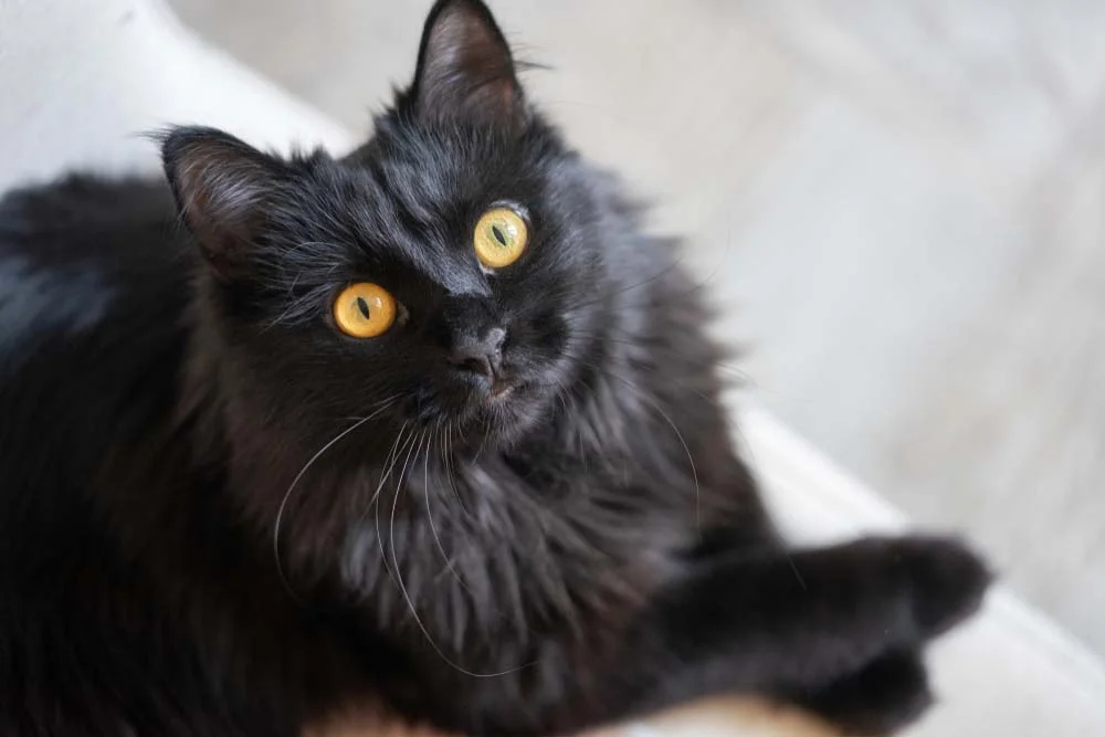 Cores de gato: gato preto peludo