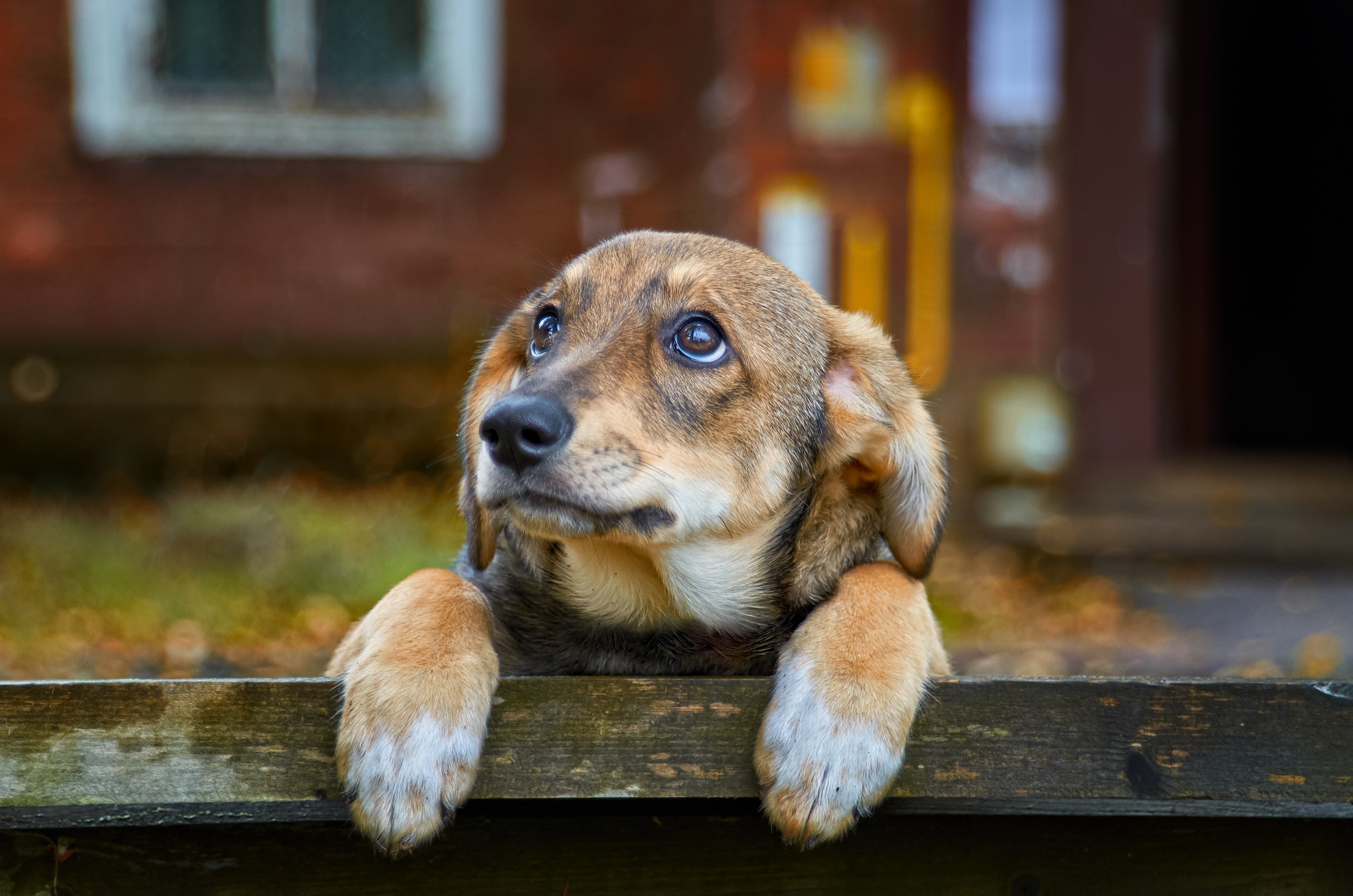 Cãozinho com semblante triste pendurado em cerca de madeira