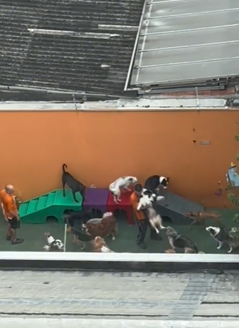 vista de cima de uma creche para cachorro com vários cães e um colaborador segurando um cachorro no colo