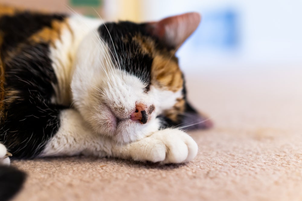 gato com acne felina no nariz deitado com olho fechado