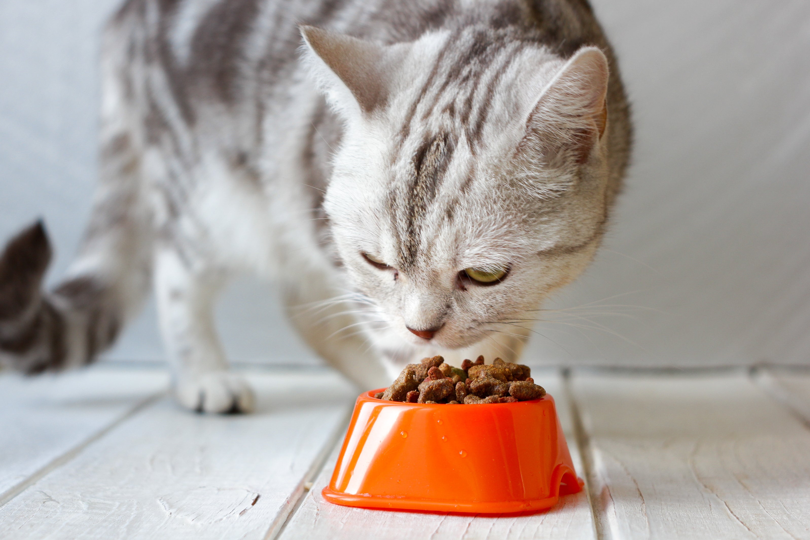 Gato cinza comendo ração em pote laranja