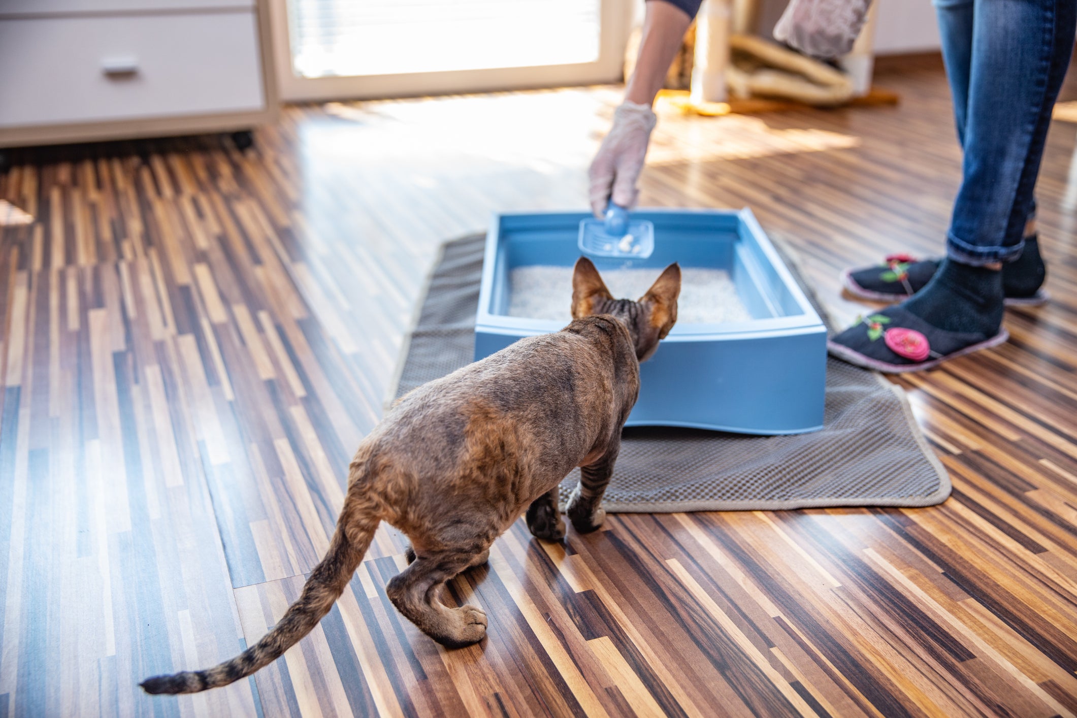 Gato vendo tutora limpar sua caixa de areia azul