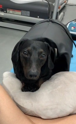cachorro salsicha preto em sessão de fisioterapia 