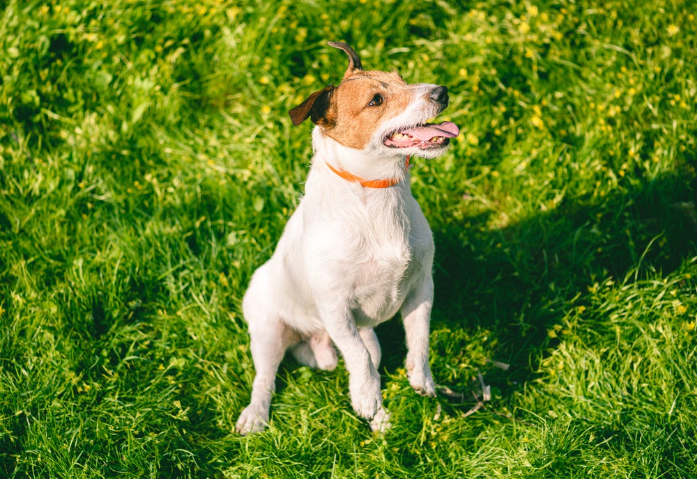 Cachorro usando coleira laranja em gramado ensolarado