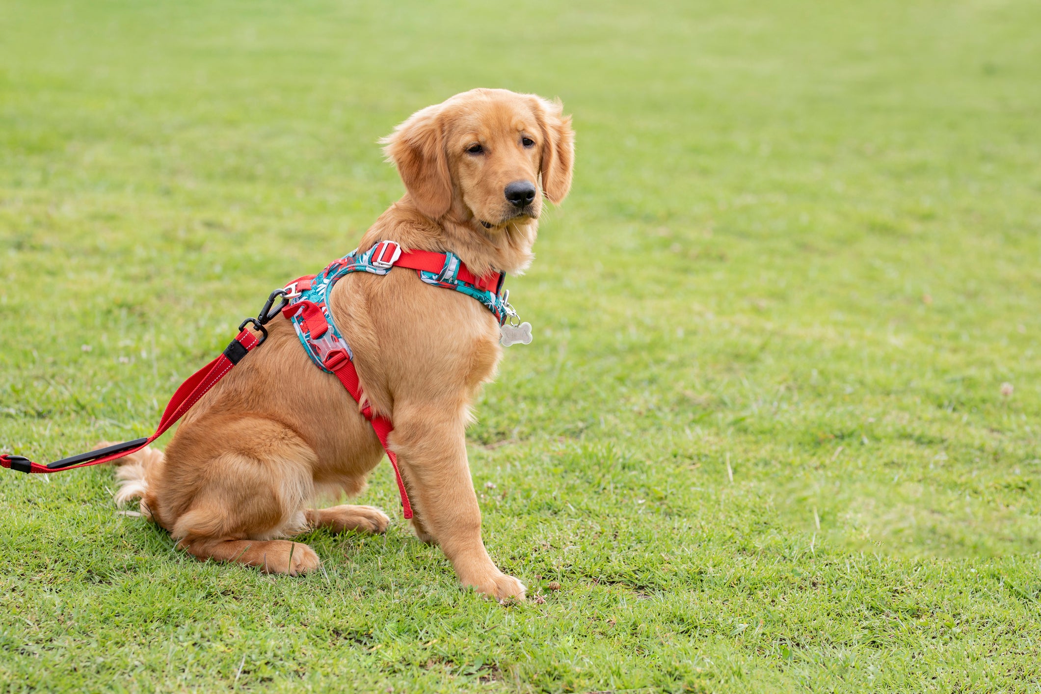 Cachorro Golden Retriever sentado em gramado usando coleira de passeio