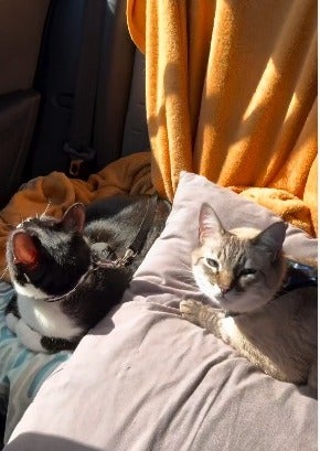 gatos deitados dentro de carro em cima de uma almofada