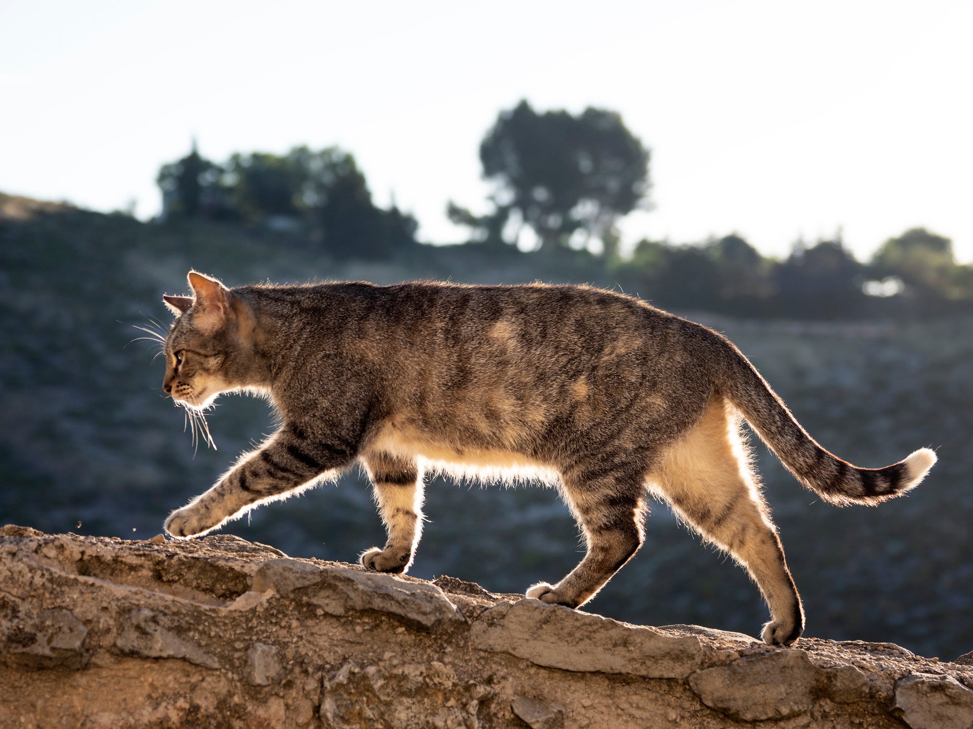 Gato cinza subindo em pedra