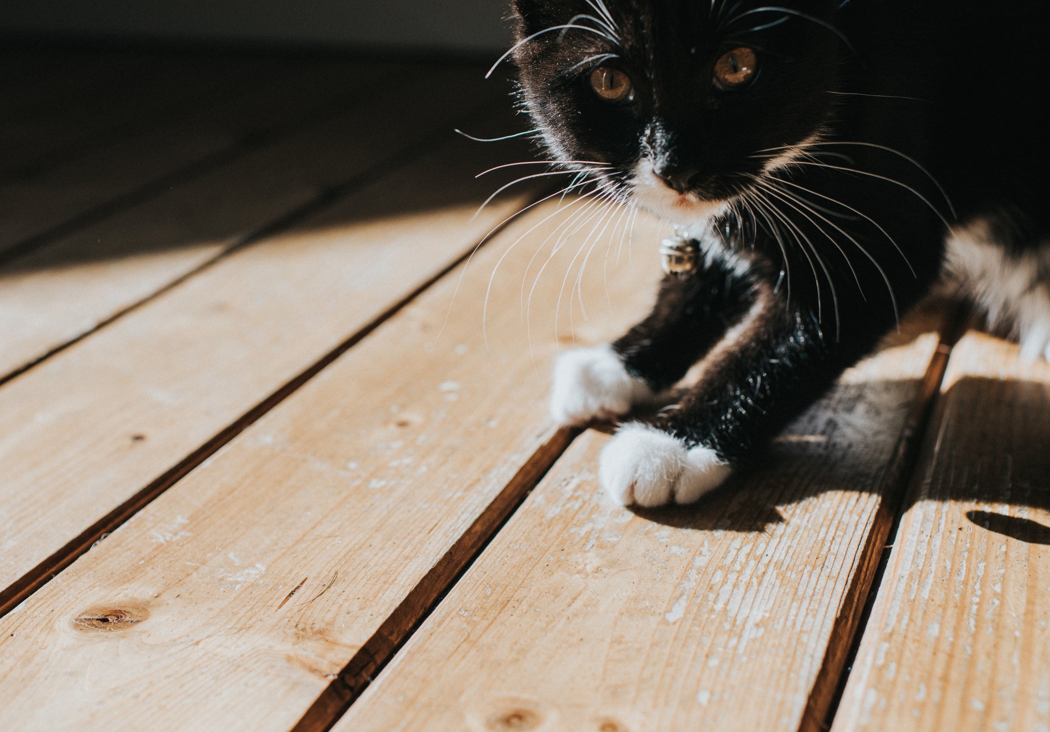 Gato preto e branco ensolarado em chão de madeira