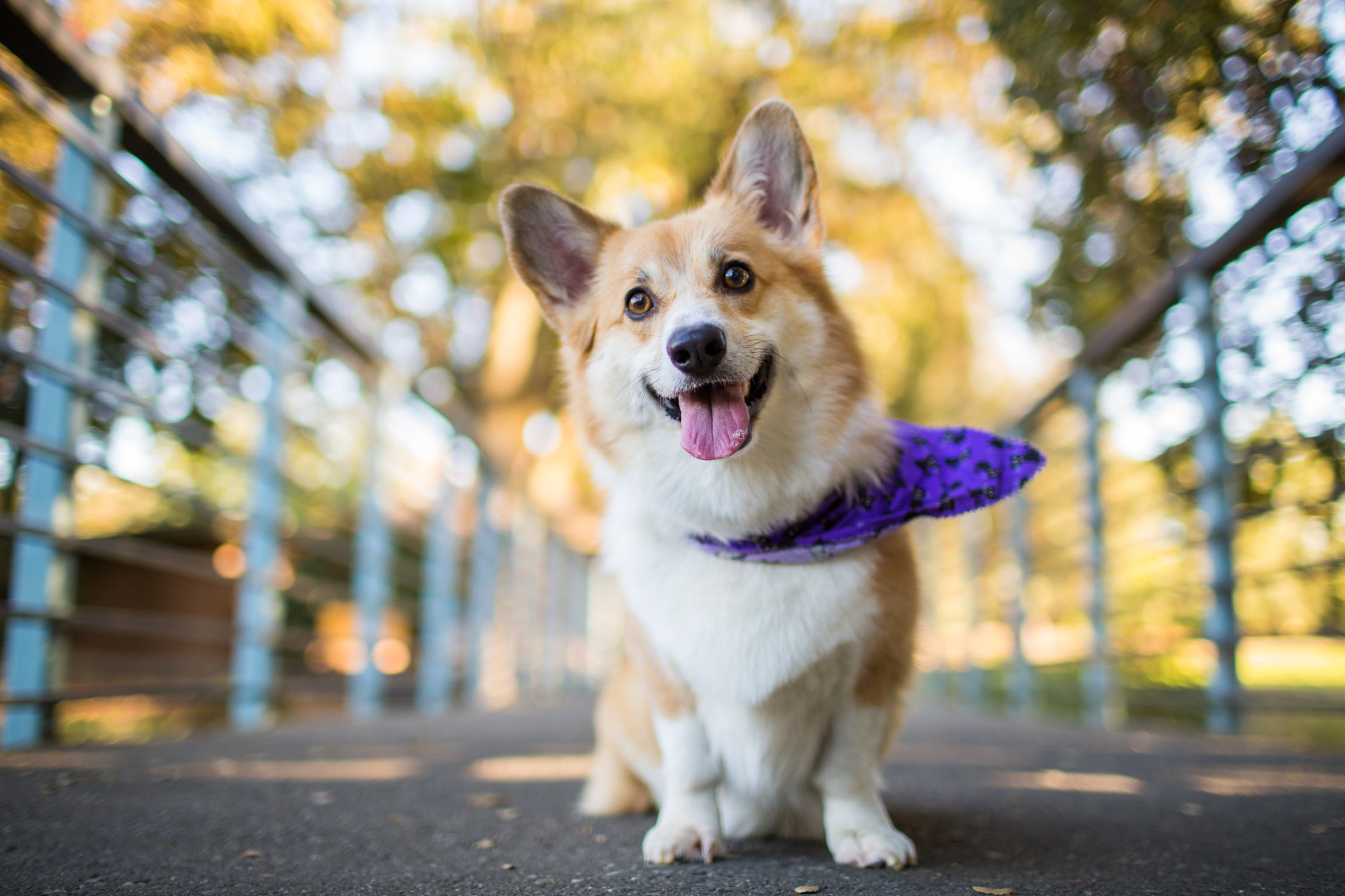 Cão Corgi na rua usando bandana lilás