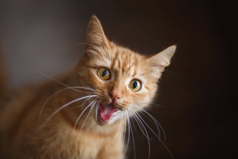 gato laranja com a boca aberta