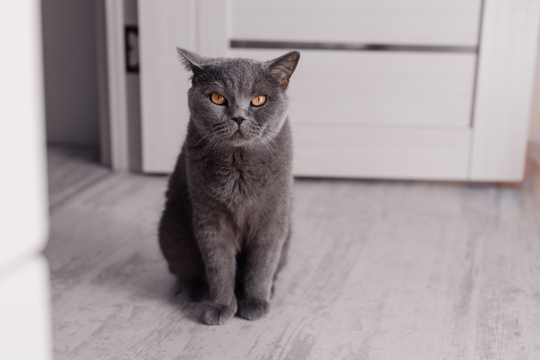 gato de Pelo Curto Inglês sentado dentro de casa
