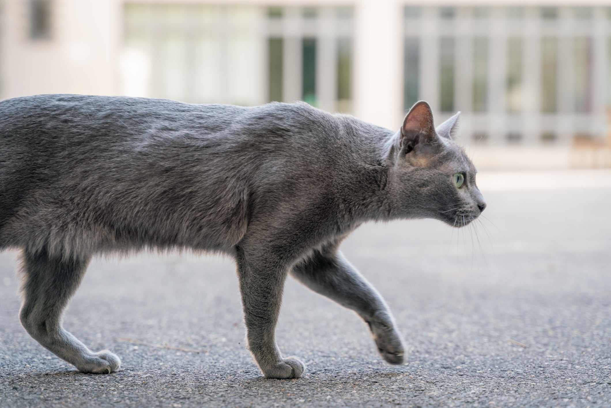 gato cinza vira lata andando na rua