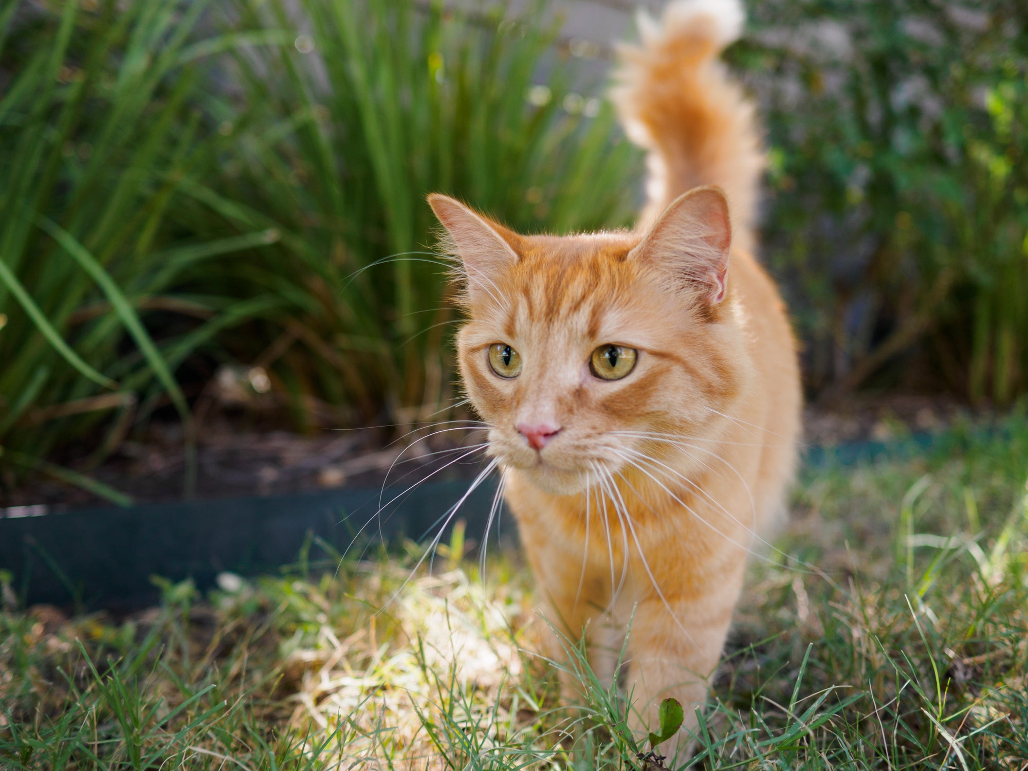 gato vira lata laranja andando na grama