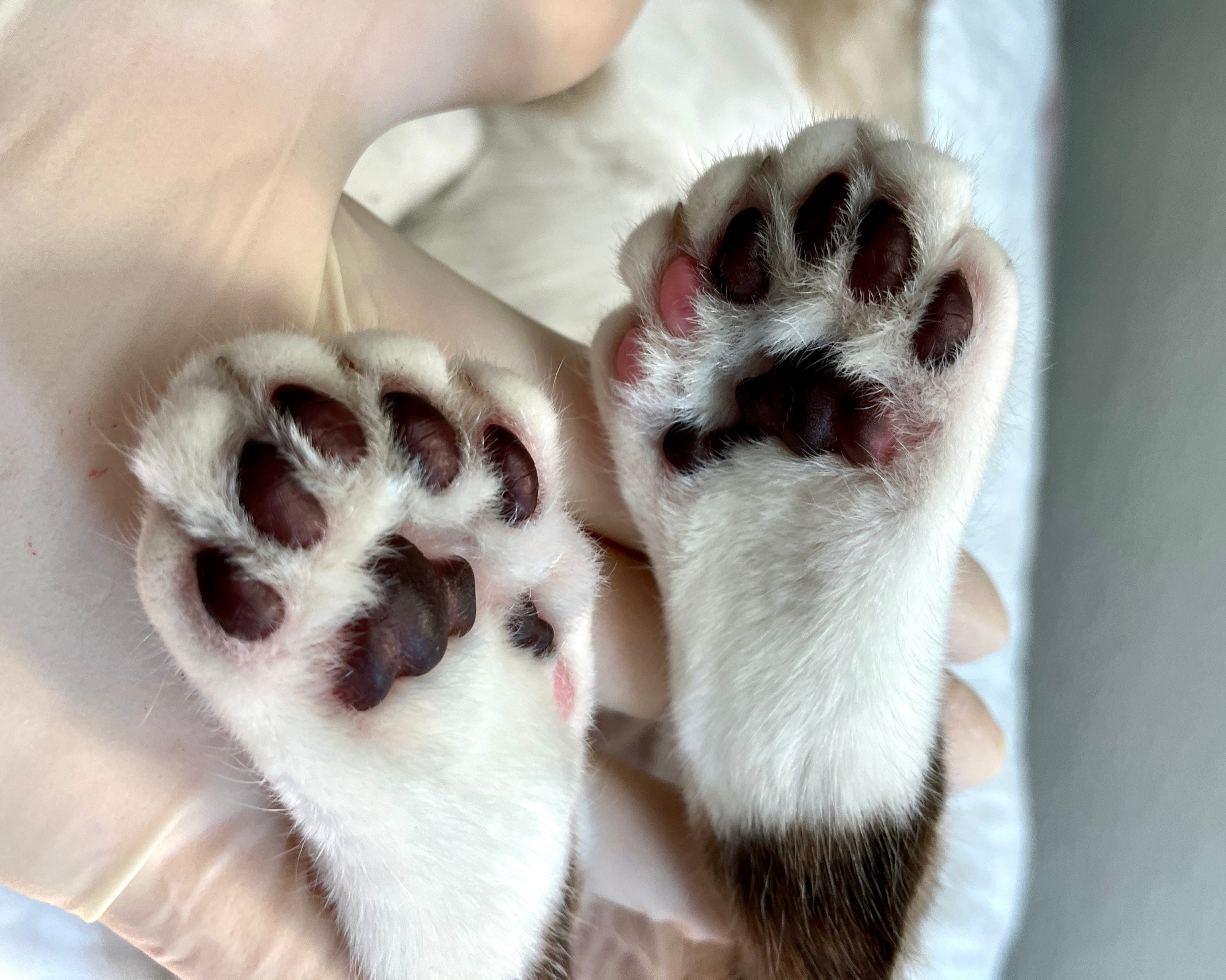 Patas de gato polidáctilo, com 6 dedos