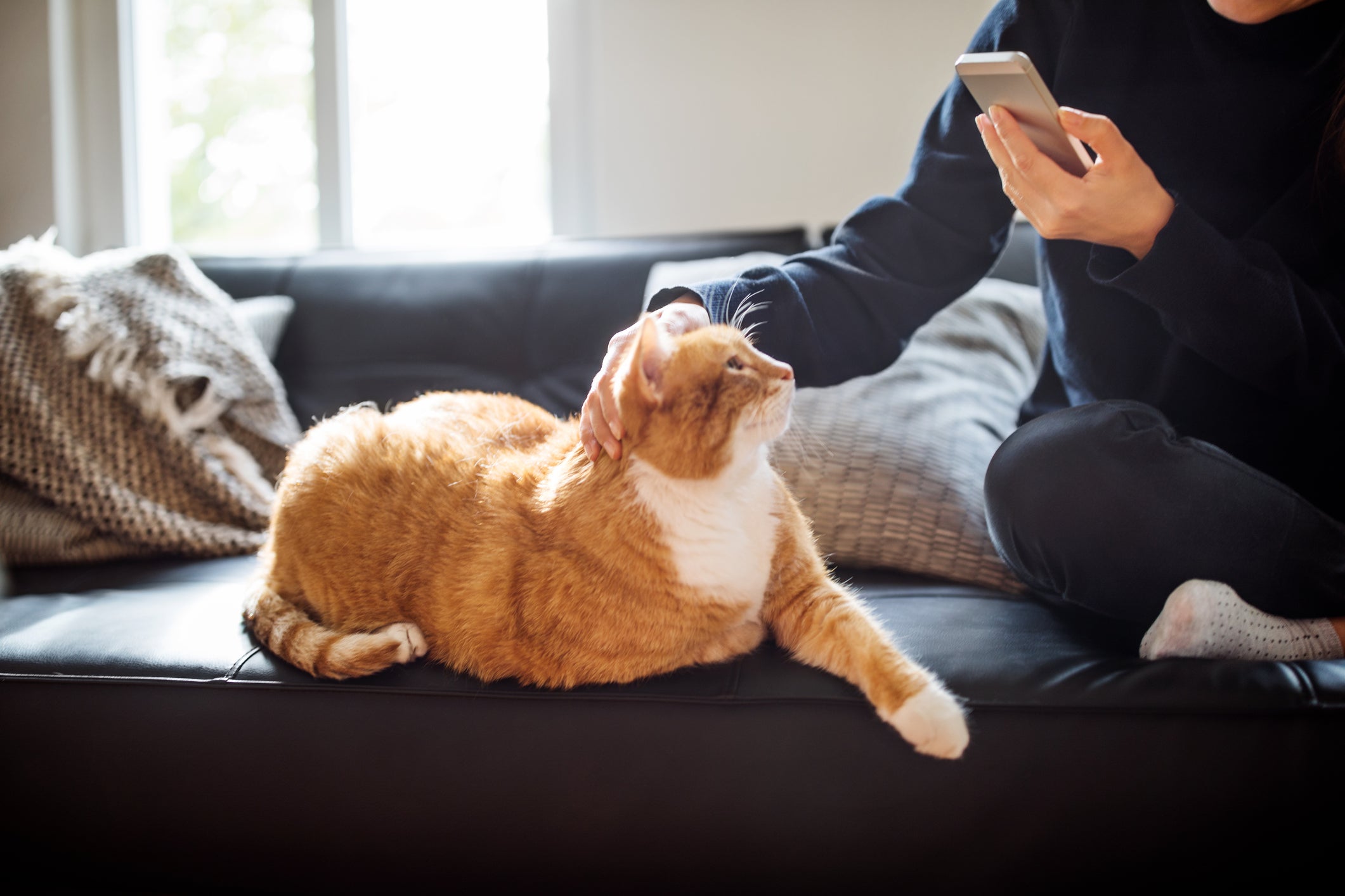 Gato laranja e branco deitado em sofá recebendo carinho de tutor que mexe no celular