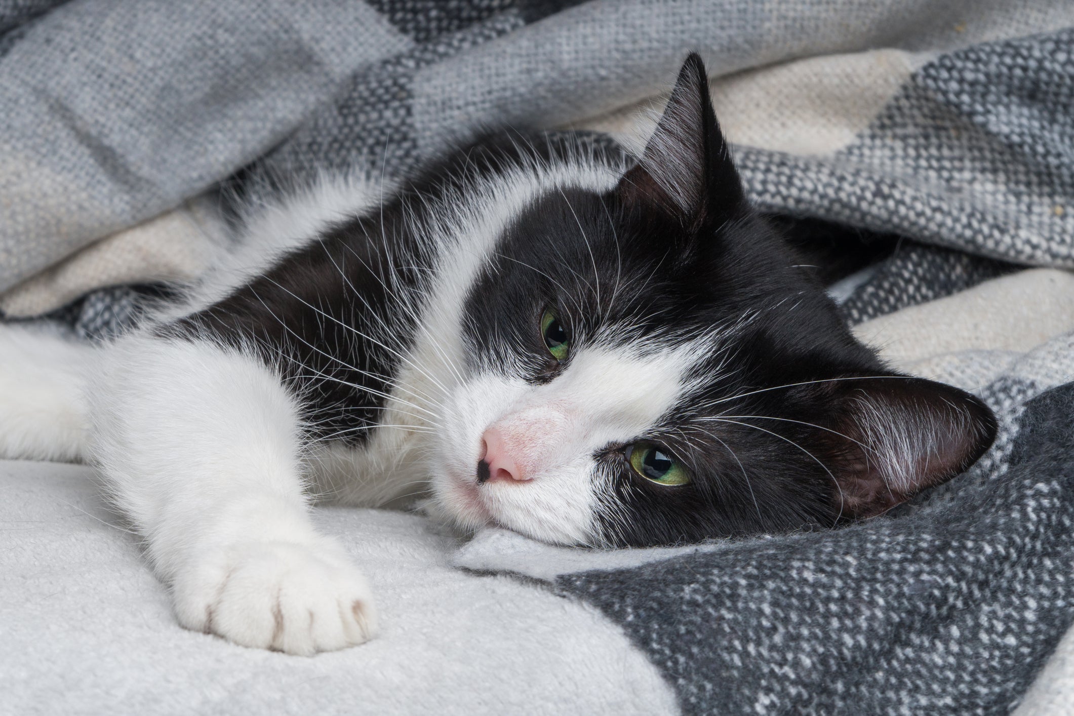 Gato preto e branco deitado enrolado em coberta com semblante abatido