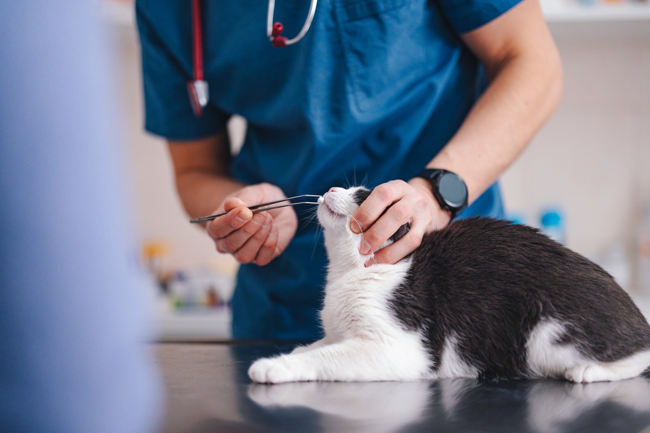 Médico veterinário dando comprimido na boca de gato branco e preto com uso de ferramenta