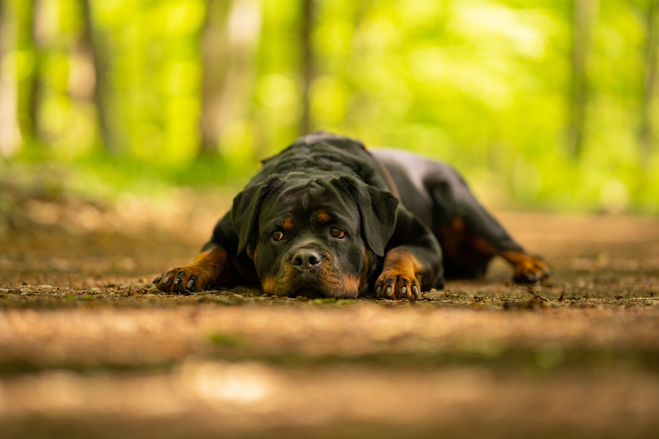 Cão Rottweiler deitado em chão de terra na floresta