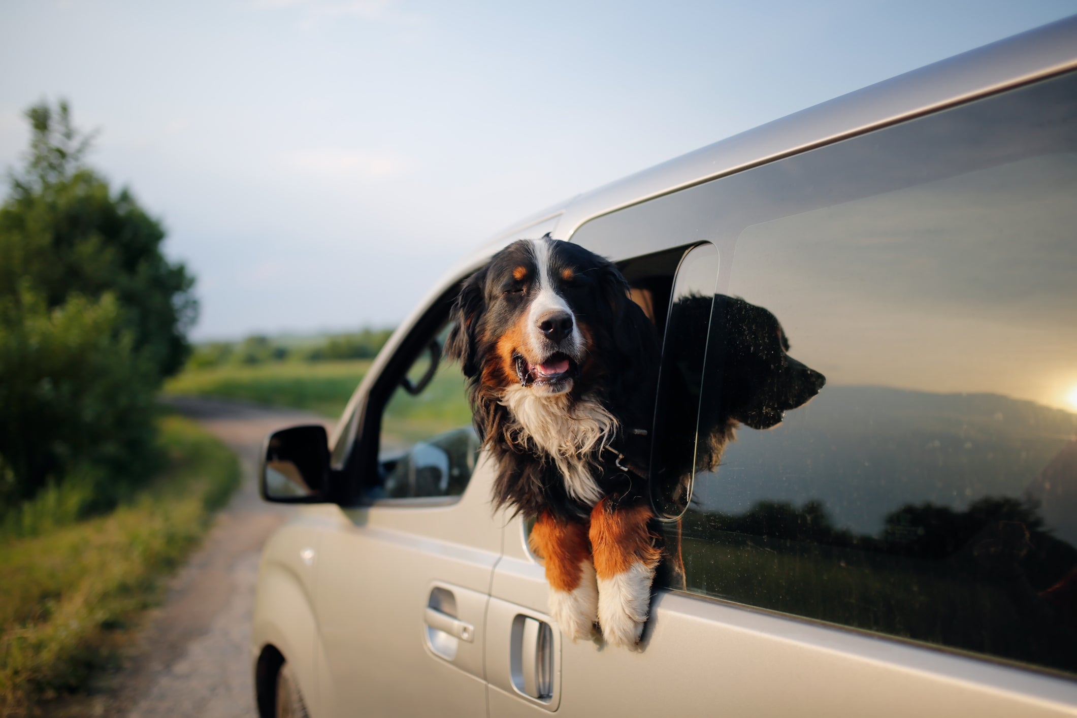Cachorro em janela de carro