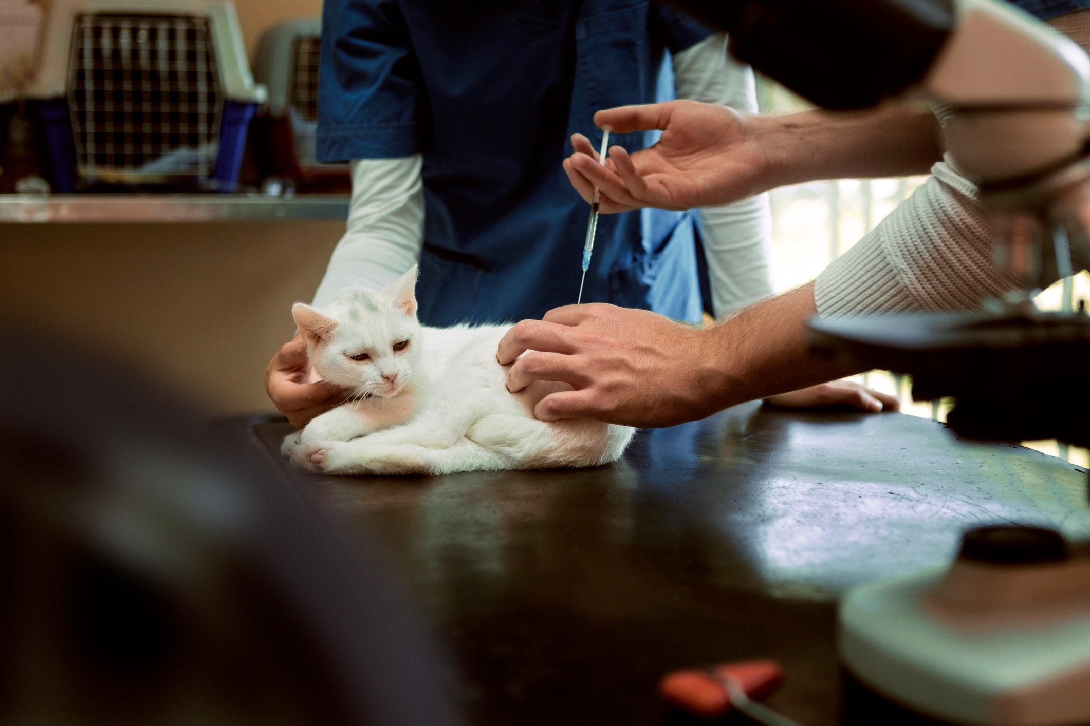 Gato branco pequeno em consultório tomando vacina pelas mãos de veterinário