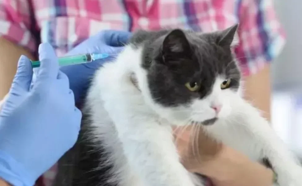 As vacinas para gatos são fundamentais para manter a saúde do animal. Veja como funciona a tabela de vacinação