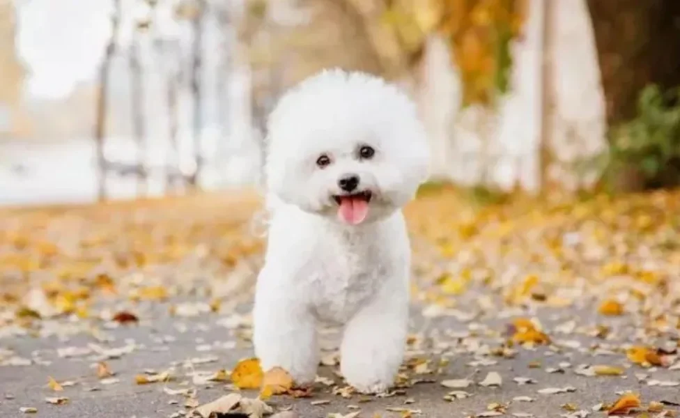 Conheça o Bichon Frisé, uma raça de cachorro pequeno que é super apaixonante