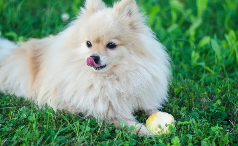 Pera para cachorro pode? Conheça os nutrientes da fruta para os pets