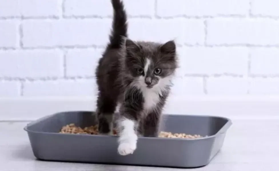 Você sabe qual a melhor areia para gatos em apartamento? A gente te ajuda a descobrir!