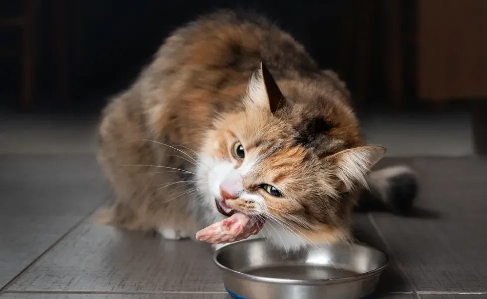 Os ossos são um perigo para os pets e está na lista dos alimentos que gato não pode comer 