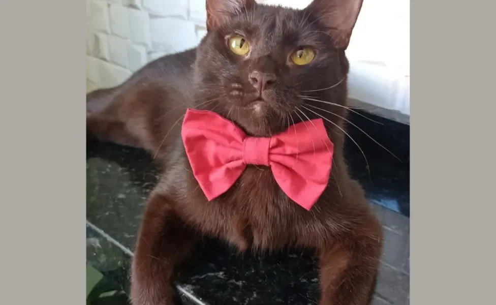 Gato marrom conquista internautas com beleza diferenciada (Créditos: Instagram/ @toddy.o.gatto)