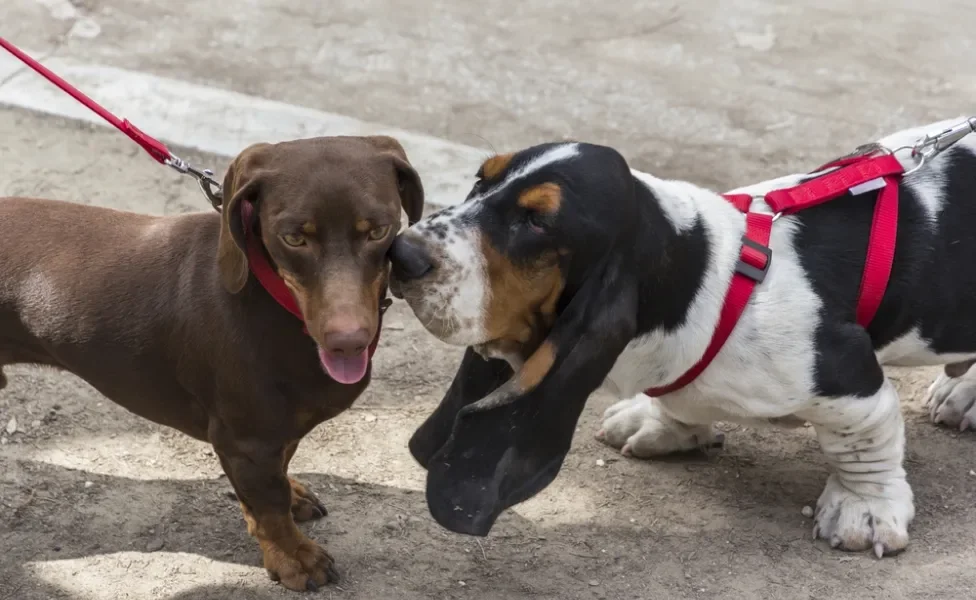 Basset Hound e cachorro Dachshund são exemplos de cachorros rebaixados