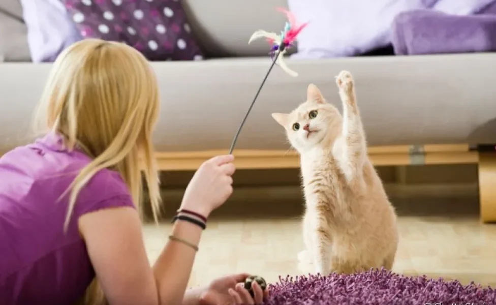 Brincar com os donos pode ser muito enriquecedor para o gato