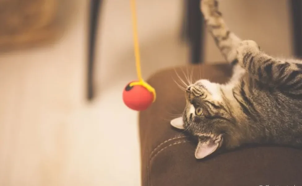 Selecionamos algumas brincadeiras de gatos para você praticar com o seu amigo em casa!