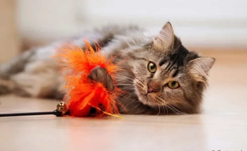 Os brinquedos para gatos podem ajudar no entretenimento e desenvolvimento do animal. Veja algumas opções abaixo!