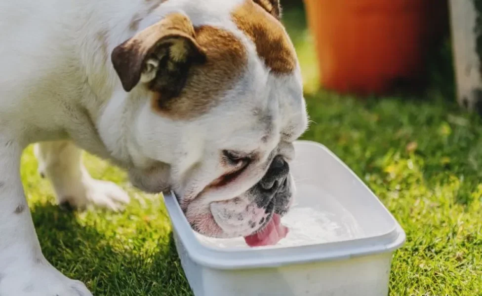 Dar água para cachorro é fundamental para a saúde dos animais, mas você sabe qual é a quantidade certa?