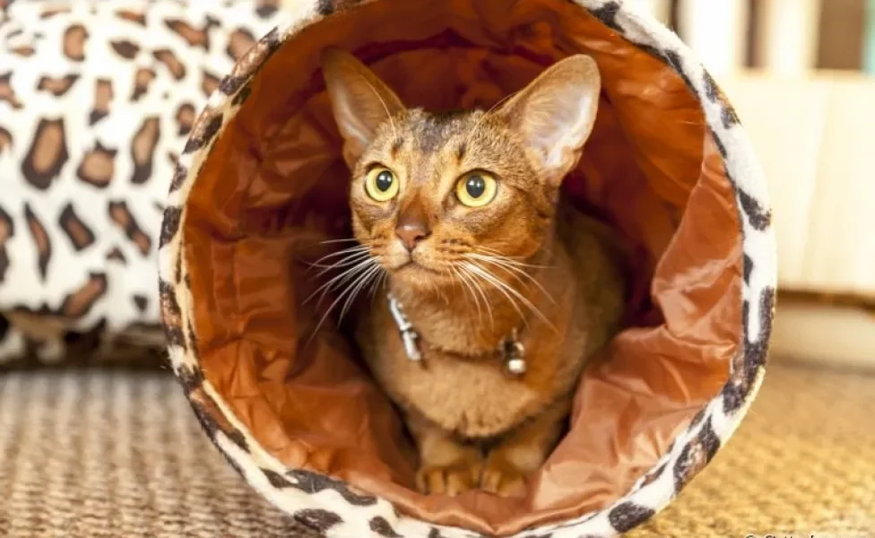 O túnel para gatos pode trazer vários benefícios para o seu bichano. Saiba mais sobre esse brinquedo abaixo! 