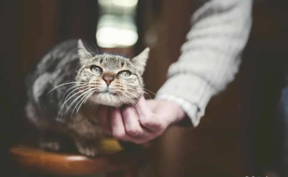 Gato idoso: a rotina do bichano pode precisar de adaptações durante a velhice