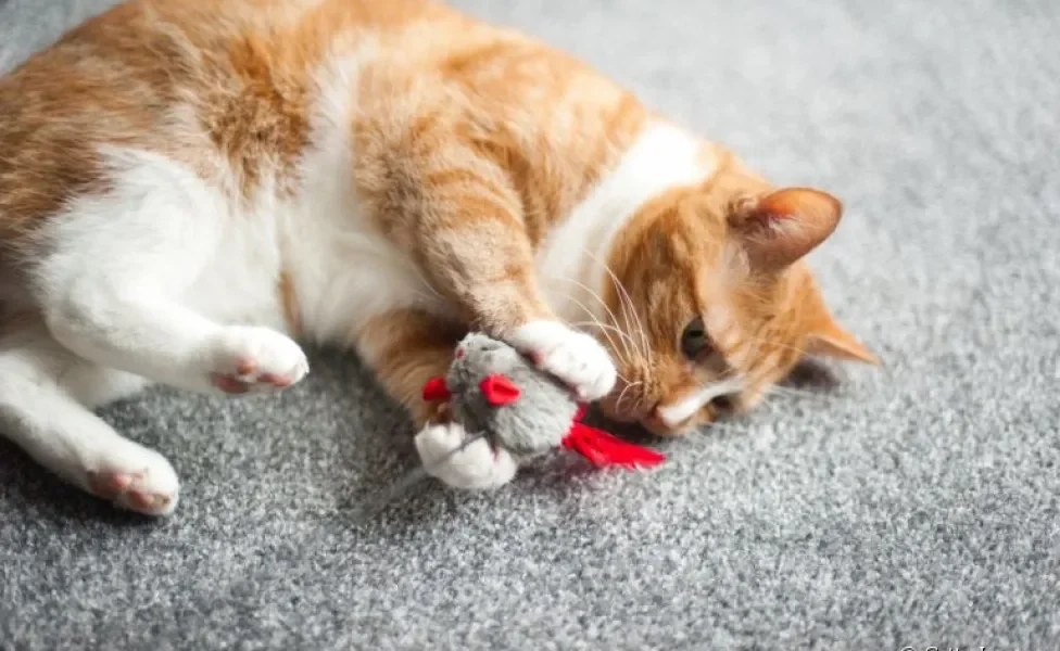 O ratinho de corda para gatos é uma ótima opção para deixar seu bichano entretido