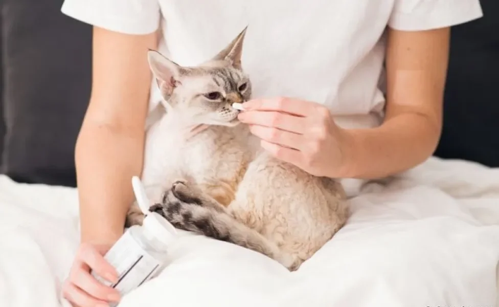 As vitaminas para gatos devem ser utilizadas somente com orientação médica