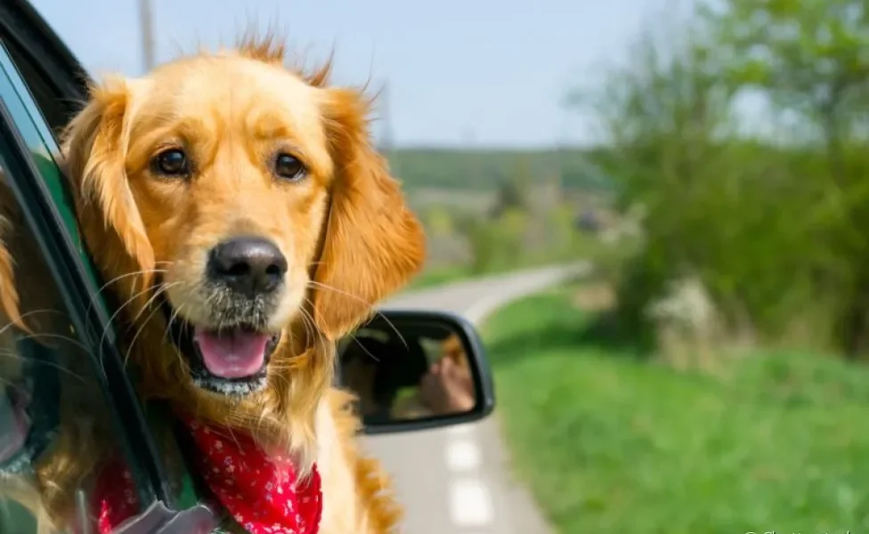 O cachorro no carro adora ficar na janela para sentir diferentes tipos de cheiros