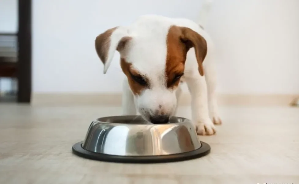 Seu cachorro come muito rápido? Veja por que investir no comedouro lento para cães