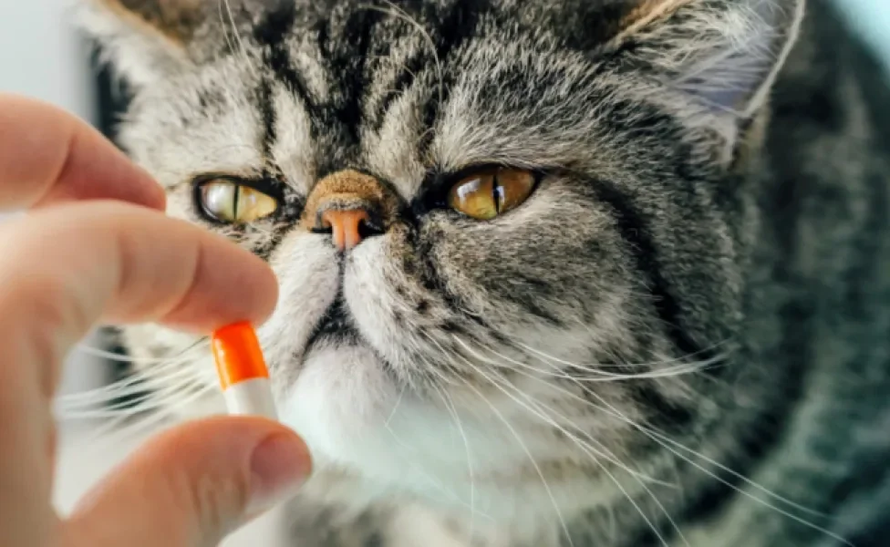 Na hora de dar comprimido para gatos, existem algumas técnicas que podem ajudar