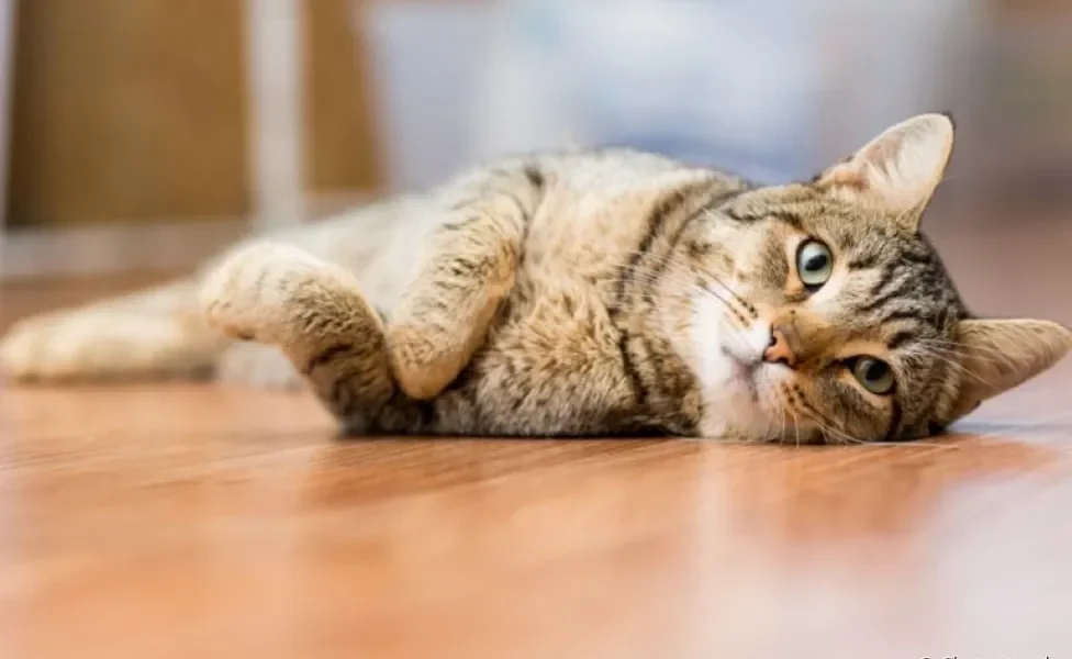 O verme de gato pode ser contraído de diversas maneiras, por isso é preciso ter cuidado