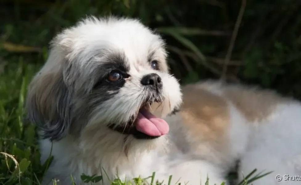 Manter Shih Tzu tosado no verão é importante para o bem-estar do cachorro