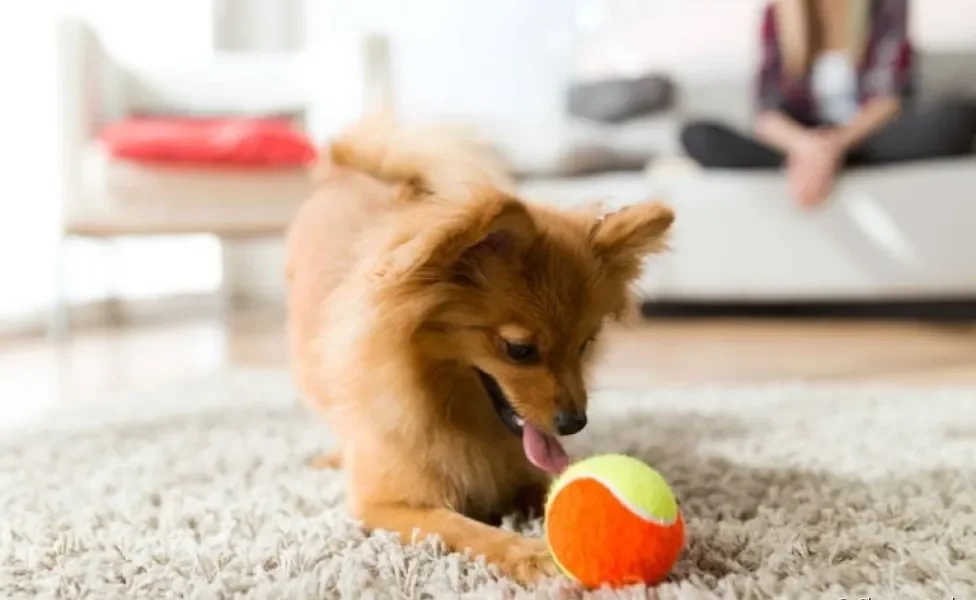 Um brinquedo de cachorro que pode ser usado dentro de casa é a famosa bolinha